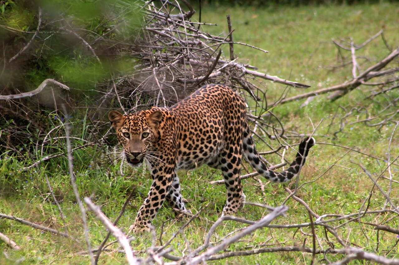 2025/05/21   one female cub